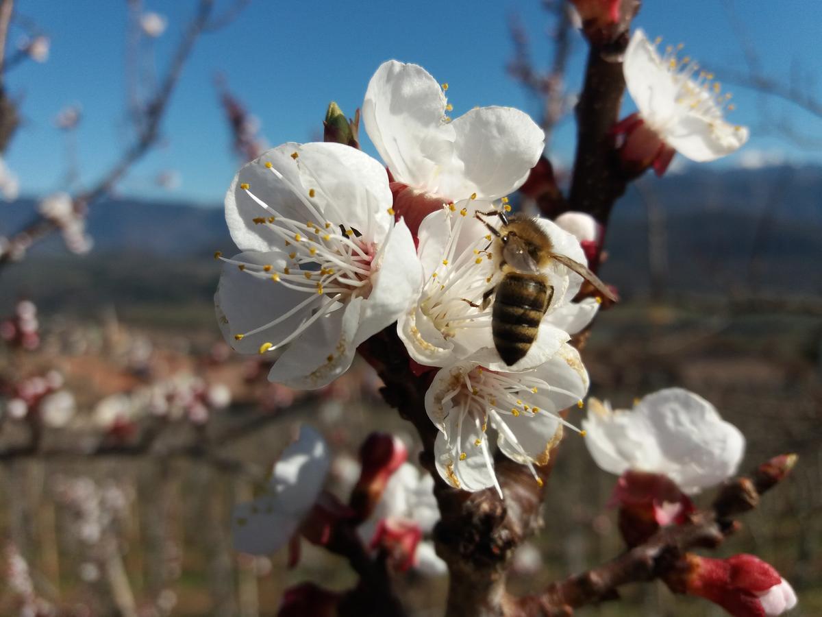 Pension Christl Caldaro sulla Strada del Vino Exterior foto